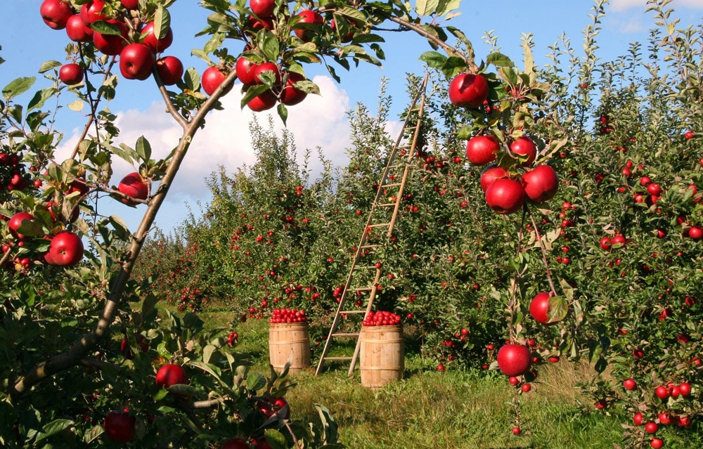 Thank a farmer day